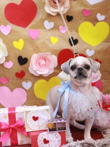 20230223桃太郎くん